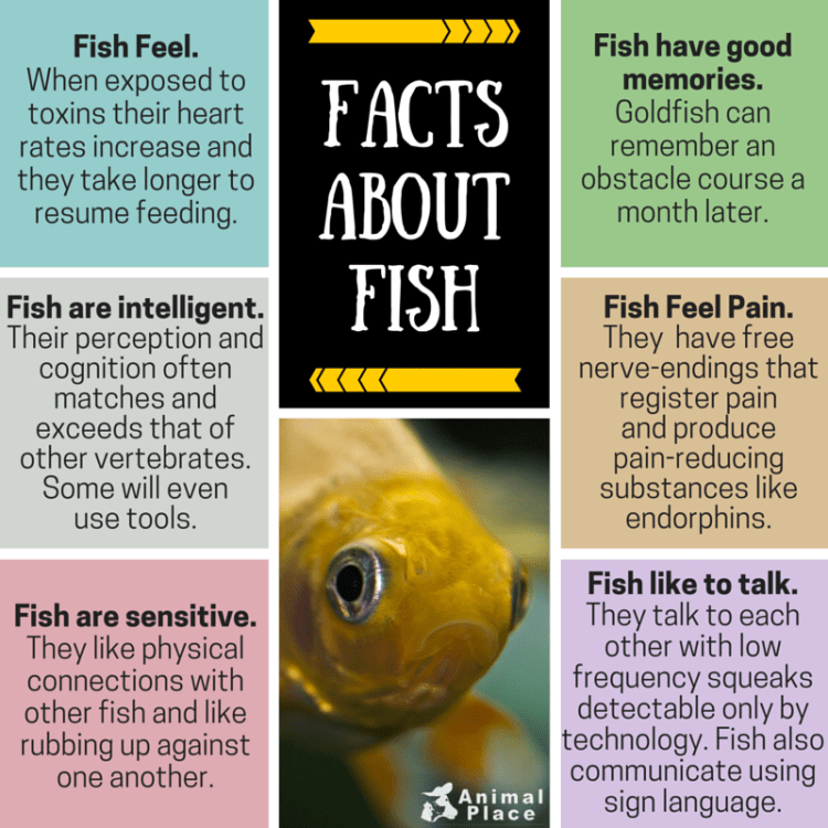FACTS ABOUT FISH