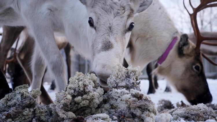 lichen-has-no-roots-system-and-absorbs-nutrients-from-the-air-making-it-well-suited-to-sponge-up-all-that-cesium-137-the-reindee