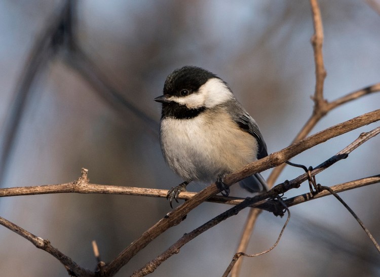 Black-Capped-Chickadee-by-Carol-Freeman