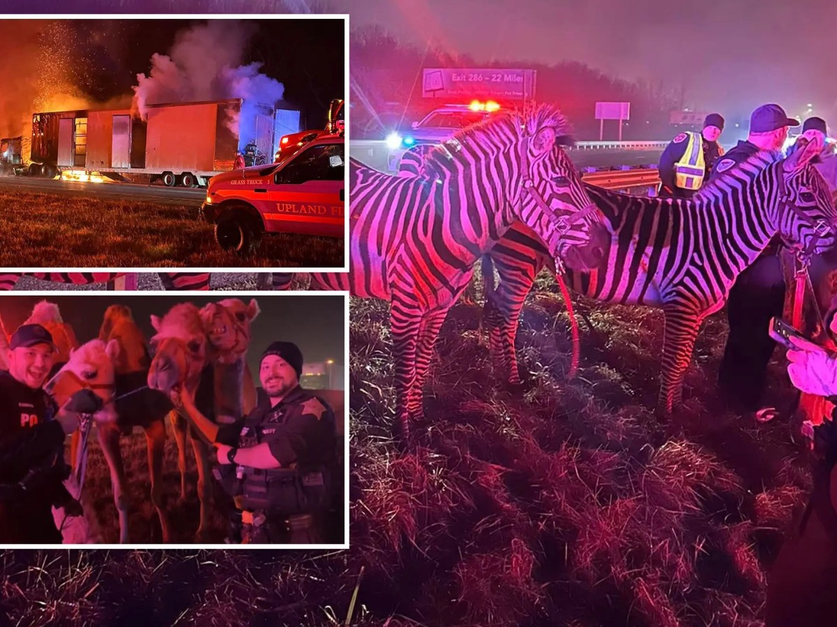 Indiana Officers Save Zebras, Camels, and a Horse Belonging to Circus from ‘Risky’ Highway&nbsp;Fire