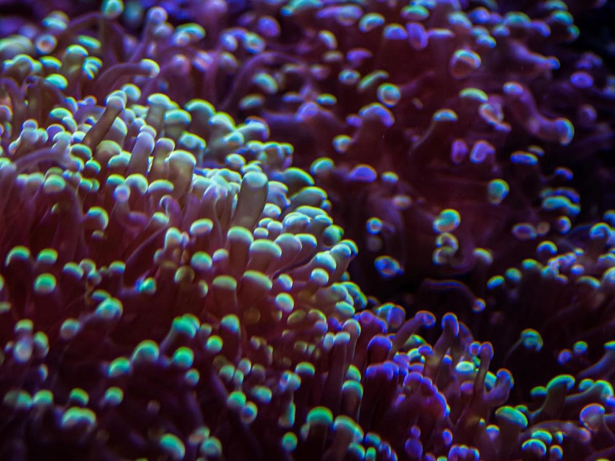 Imagine This: Plants Evolving Into&nbsp;Animals